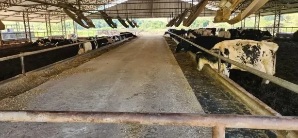 Fazenda/Sítio com 7 Quartos à venda, 100m² no Centro, Heliodora