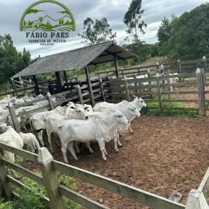 Fazenda/Sítio com 3 Quartos à venda, 6290000m² no Ponte dos Leites, Araruama
