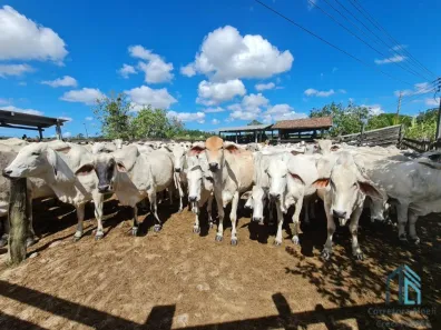 Fazenda/Sítio com 1 Quarto à venda, 2416m² no Monte Belo (Iguabinha), Araruama