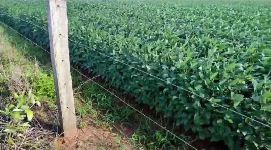 Fazenda/Sítio com 3 Quartos à venda, 700m² no , Brasnorte