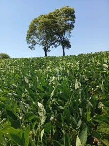 Fazenda/Sítio à venda, 96800m² no Uraí, Uraí
