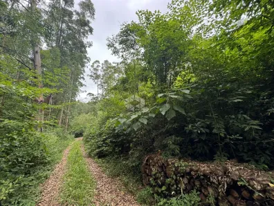 Fazenda/Sítio à venda, 55000m² no Cinco da Boa Vista, Carlos Barbosa