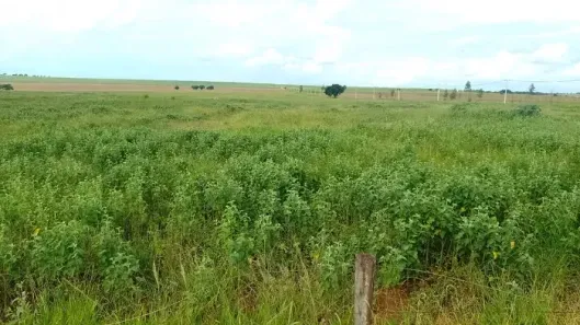 Fazenda/Sítio à venda, 363000m² no , Iguaraçu