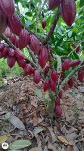 Fazenda/Sítio com 2 Quartos à venda, 400000m² no , Una