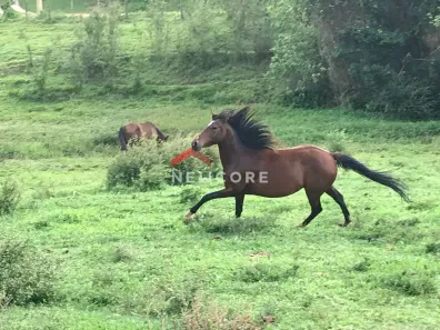 Fazenda/Sítio com 5 Quartos à venda, 1400m² no Braiaia, Itu