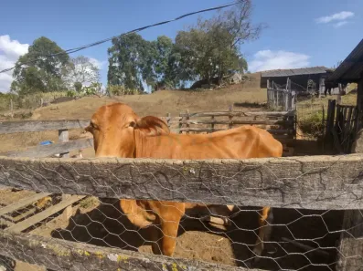 Fazenda/Sítio à venda, 60m² no , Caldas