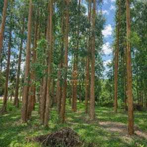 Fazenda/Sítio com 1 Quarto à venda, 131451m² no Centro, Balsa Nova