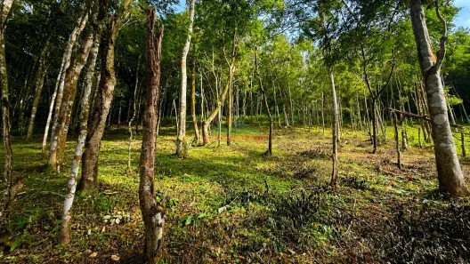 Lote/Terreno à venda, 5006m² no , Guaramiranga
