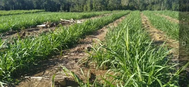 Lote/Terreno à venda, 459800m² no , Sao Miguel Arcanjo