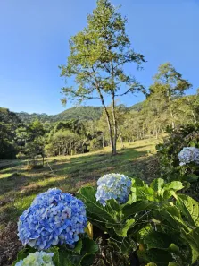 Lote/Terreno à venda, 20000m² no , Campo Alegre