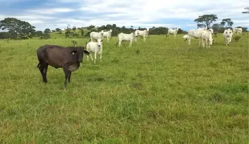 Fazenda/Sítio à venda, 15000000m² no Área Rural de Catalão, Catalão