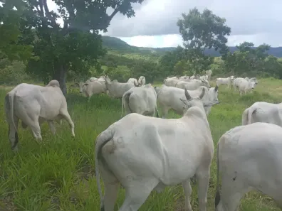 Fazenda/Sítio com 2 Quartos à venda, 12100000m² no , Faina