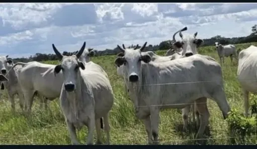 Fazenda/Sítio com 3 Quartos à venda, 15909400m² no , São Félix do Araguaia