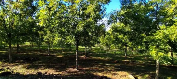 Fazenda/Sítio à venda, 60m² no , Rolante