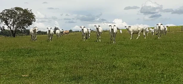 Fazenda/Sítio com 3 Quartos à venda, 108900m² no , Cajuru