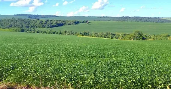 Fazenda/Sítio à venda, 314600m² no Paiquerê, Londrina