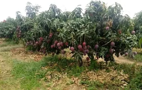 Fazenda/Sítio à venda, 250000m² no , Casa Nova