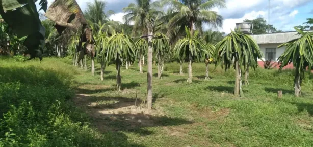 Fazenda/Sítio com 4 Quartos à venda, 610000m² no Área Rural de Manaus, Manaus