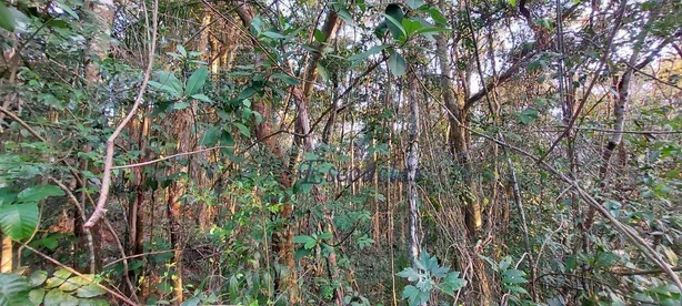 Lote/Terreno à venda, 1560m² no Santa Inês, Mairiporã