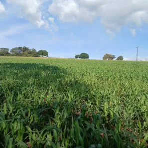 Fazenda/Sítio com 3 Quartos à venda, 133100m² no , Santo Antônio da Alegria