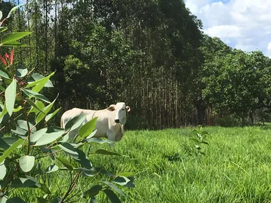 Fazenda/Sítio com 8 Quartos à venda, 5470000m² no , Buritizeiro