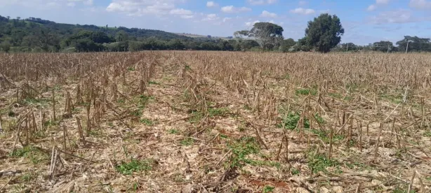 Fazenda/Sítio com 1 Quarto à venda, 145200m² no , Quadra