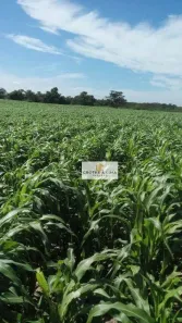 Fazenda/Sítio à venda, 900m² no Centro, Três Lagoas