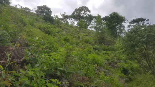 Fazenda/Sítio à venda, 210000m² no , São Bento do Sapucaí