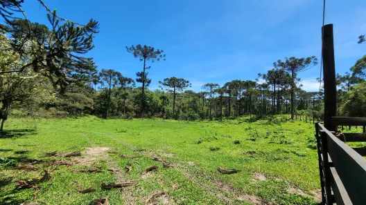 Fazenda/Sítio à venda, 90000m² no , Rio Rufino