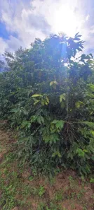 Lote/Terreno à venda, 45000m² no Parque Residencial Terras de Yucatan, Monte Mor