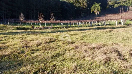 Fazenda/Sítio à venda, 40000m² no Faria Lemos, Bento Gonçalves