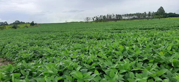 Fazenda/Sítio à venda, 115000m² no Paranoá, Brasília