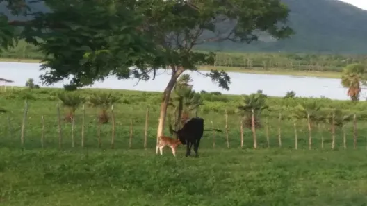 Fazenda/Sítio com 5 Quartos à venda, 700000m² no Parque Soledade, Caucaia