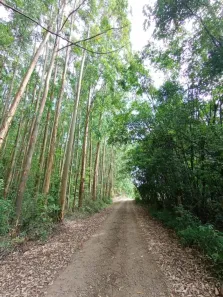 Lote/Terreno à venda, 20000m² no Linha Ávila, Gramado