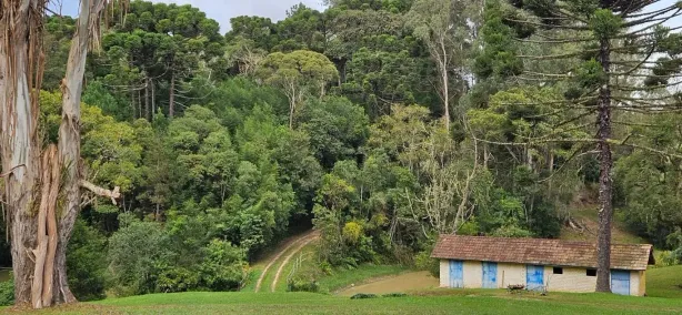 Fazenda/Sítio com 4 Quartos à venda, 45000m² no Roça Velha, São José dos Pinhais