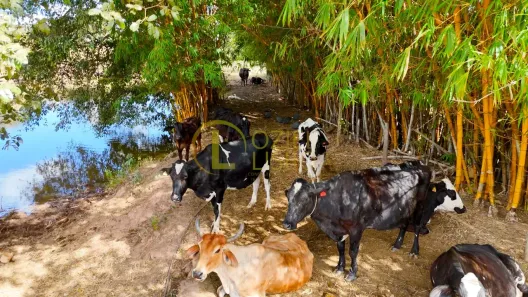 Fazenda/Sítio com 2 Quartos à venda, 670000m² no Centro, Alexânia