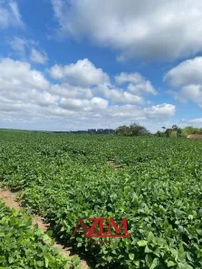 Lote/Terreno à venda, 40000m² no Campo Largo da Roseira, São José dos Pinhais