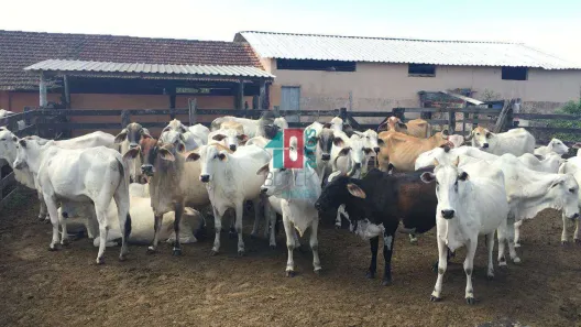 Fazenda/Sítio com 2 Quartos à venda, 520000m² no Centro (São Vicente), Araruama