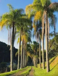 Fazenda/Sítio com 4 Quartos à venda, 400m² no Santana, São José dos Campos