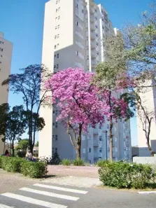 Apartamento com 2 Quartos para alugar, 58m² no Jardim Esmeralda, Limeira
