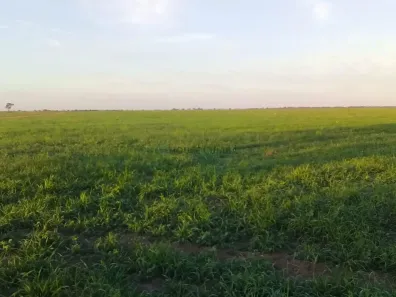 com 2 Quartos à venda, 800m² no , São Félix do Araguaia